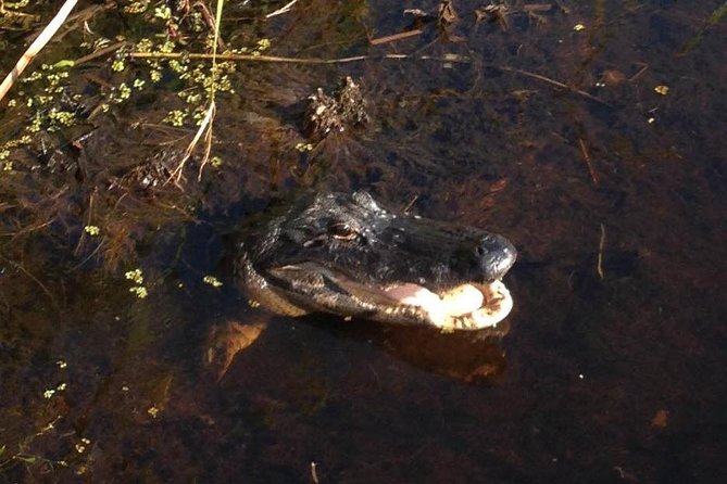 1-Hour Evening Airboat Ride - Birds, turtles, and quiet pauses