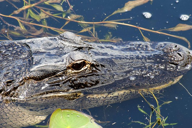 1 Hour Everglades Airboat Tour Orlando Florida - Quick facts for your planning