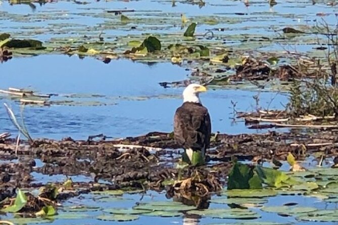 1 Hour Everglades Airboat Tour Orlando Florida - Looking for alligators, birds, and wetland life
