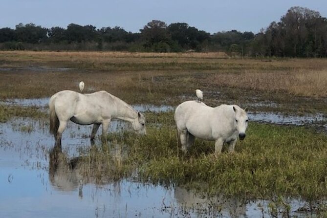 1 Hour Everglades Airboat Tour Orlando Florida - What the guides add to the hour