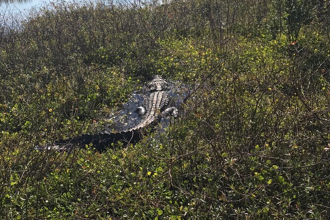 1 Hour Everglades Airboat Tour Orlando Florida - Is $68 a fair price?