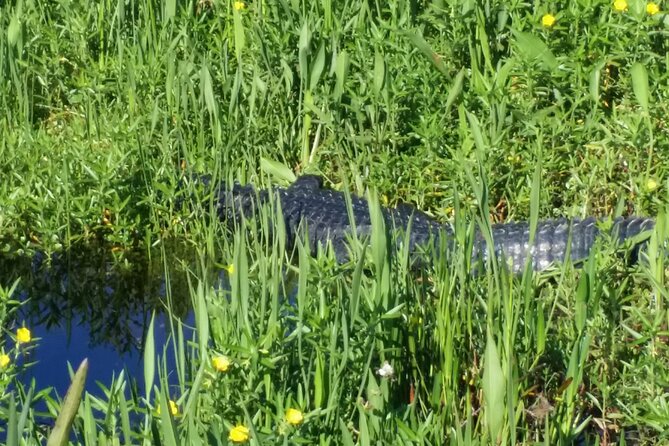 1 Hour Florida Everglades Wildlife Tour - Why the small group of eight matters