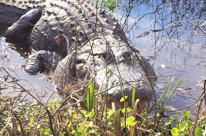 1 Hour Florida Everglades Wildlife Tour - Friendly staff and a family-owned feel