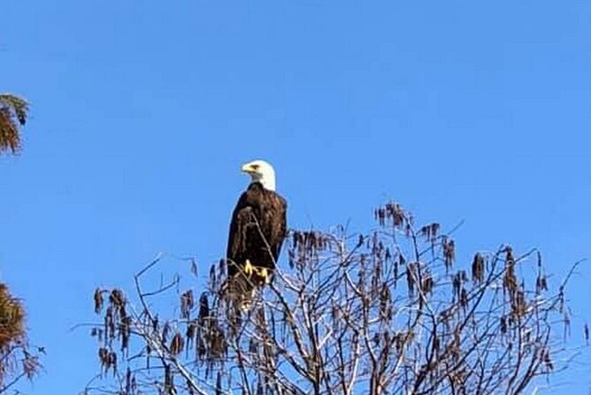 1 Hour Florida Everglades Wildlife Tour - The real value of the $58.50 price