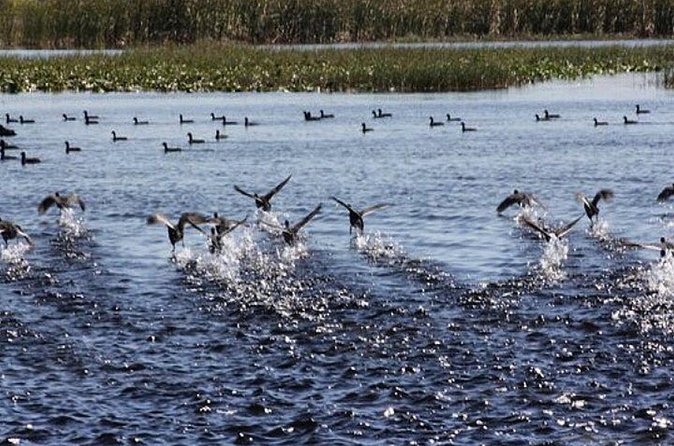 1 Hour Florida Everglades Wildlife Tour - Weather and the limits of wildlife watching