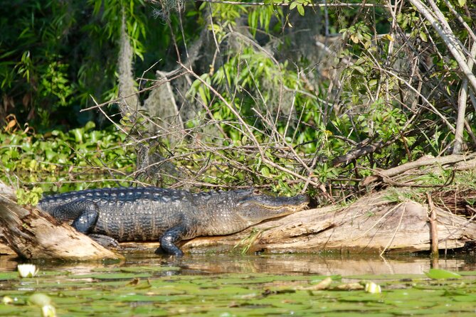 1 Hour Historical Wildlife Tour of The Famous Chain of Lakes - Quick points about this Winter Haven boat tour