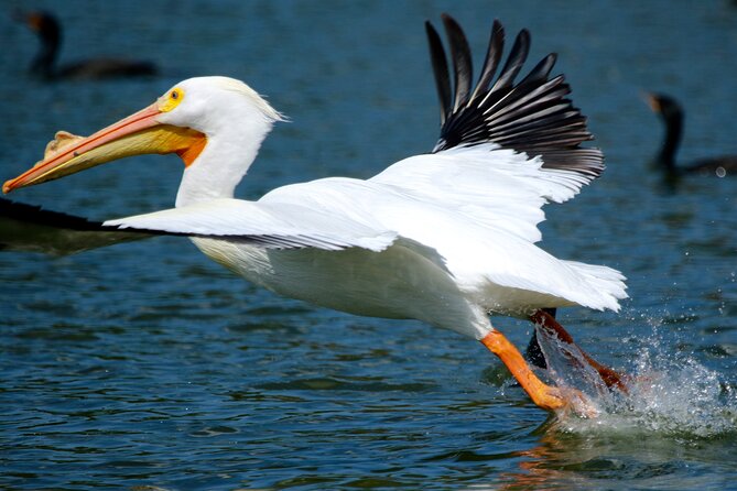 1 Hour Historical Wildlife Tour of The Famous Chain of Lakes - The captains shape the experience