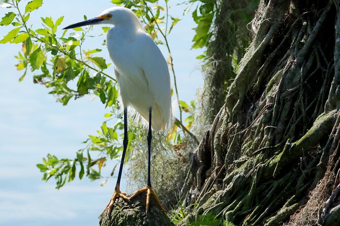 1 Hour Historical Wildlife Tour of The Famous Chain of Lakes - What $26.50 buys you