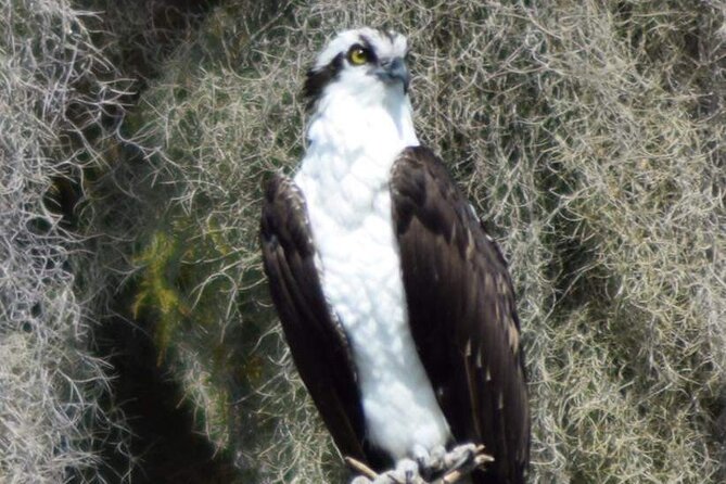 2 Hour Historical Wildlife Tour of the Chain of Lakes - Baseball, Water Skiing, and Local Stories