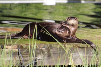 2 Hour Historical Wildlife Tour of the Chain of Lakes