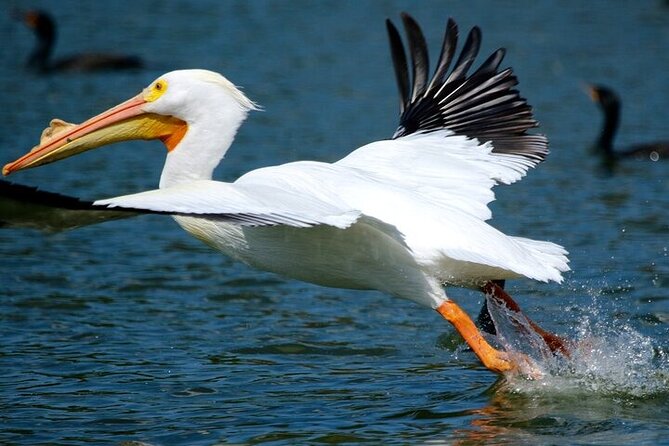 2 Hour Historical Wildlife Tour of the Chain of Lakes - Sun, Shade, Weather, and Comfort