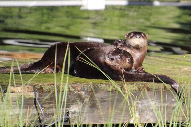 2 Hour Historical Wildlife Tour of the Chain of Lakes - Cypress Gardens and the Florida-Shaped Pool
