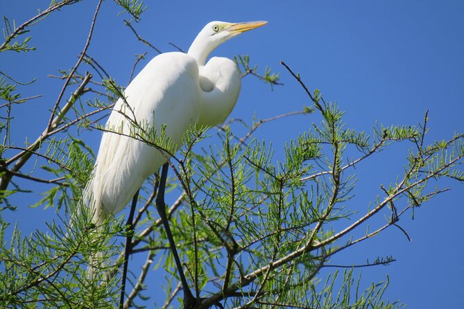 3 Hour Small Group Lake Norris Kayak Activity - Osprey nests and the value of looking up