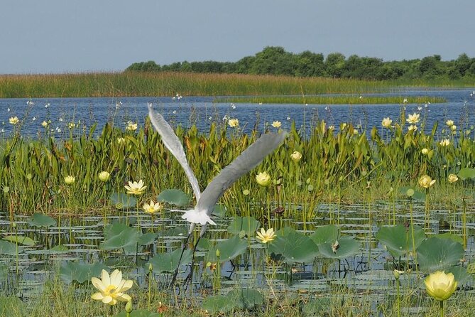 90 Minute Airboat Tour in the Florida Everglades - Key points to know before booking