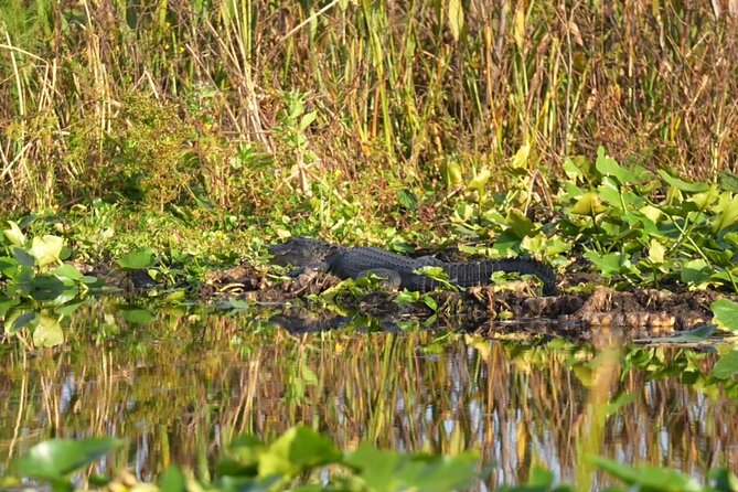 90 Minute Airboat Tour in the Florida Everglades - Why ear protection is worth having