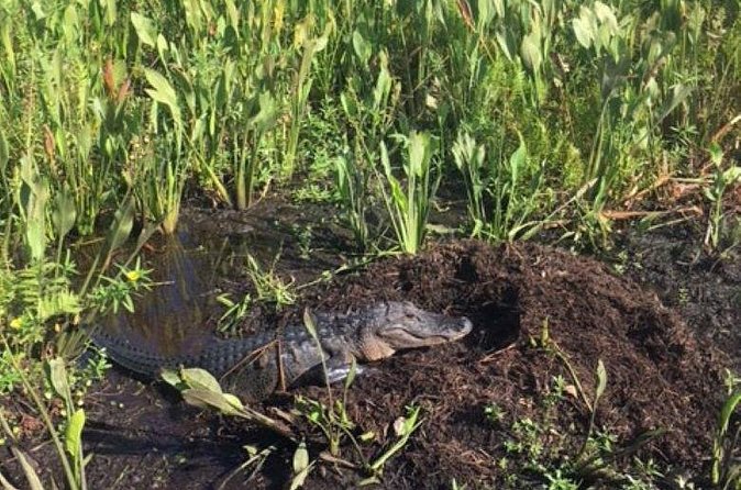 90 Minute Airboat Tour in the Florida Everglades - Weather, cancellation, and simple planning