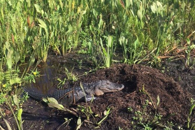 90 Minute Airboat Tour in the Florida Everglades - What you may see from the airboat