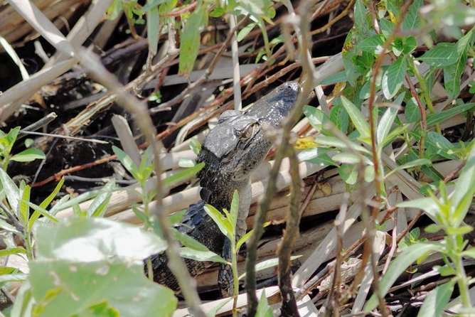 90 minute Everglades Airboat Tour near Orlando Florida - From Kissimmee into the marsh