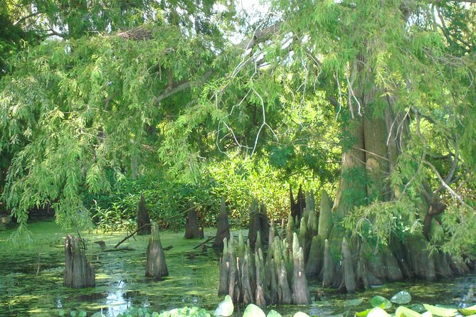 90 minute Everglades Airboat Tour near Orlando Florida - A closer look at the 90-minute route