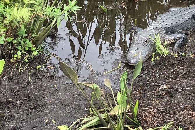 90 minute Everglades Airboat Tour near Orlando Florida - Price and value at $89