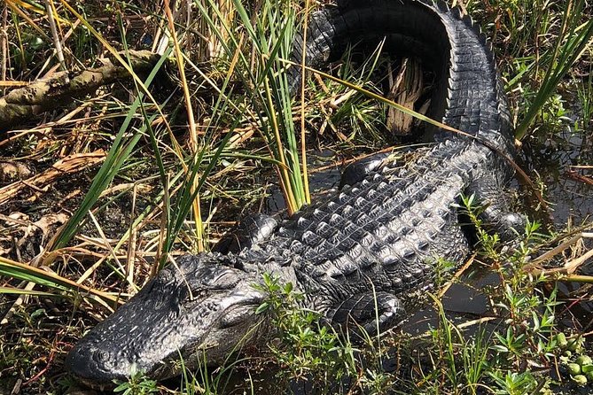 90 minute Everglades Airboat Tour near Orlando Florida - Weather, clothing, and comfort