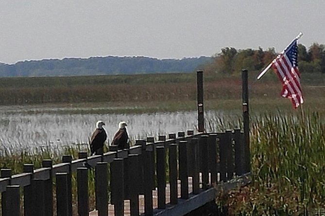 90 minute Everglades Airboat Tour near Orlando Florida - Why the alligators are only part of the story