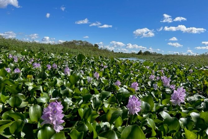 90 Minute Florida Everglades Boat Eco Tour - What the 90-minute cruise feels like