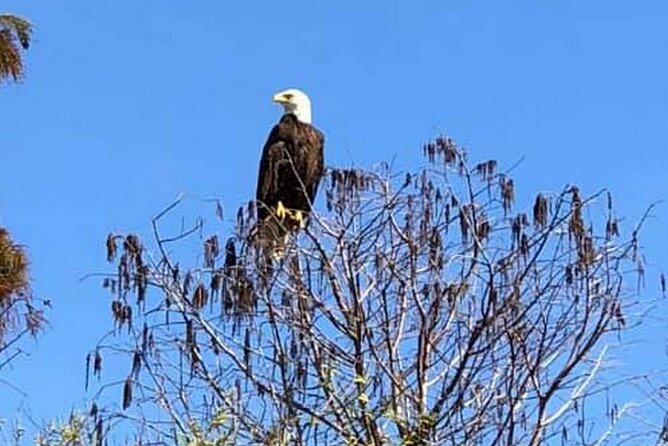90 Minute Florida Everglades Boat Eco Tour - Wildlife sightings, without a guarantee