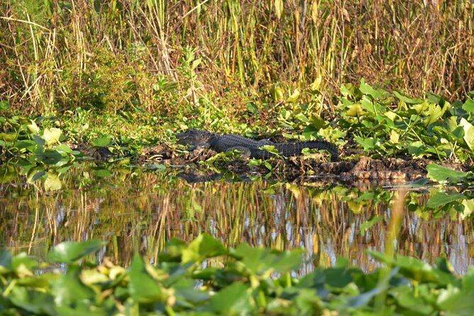 90 Minute Florida Everglades Boat Eco Tour - Pontoon comfort and group size