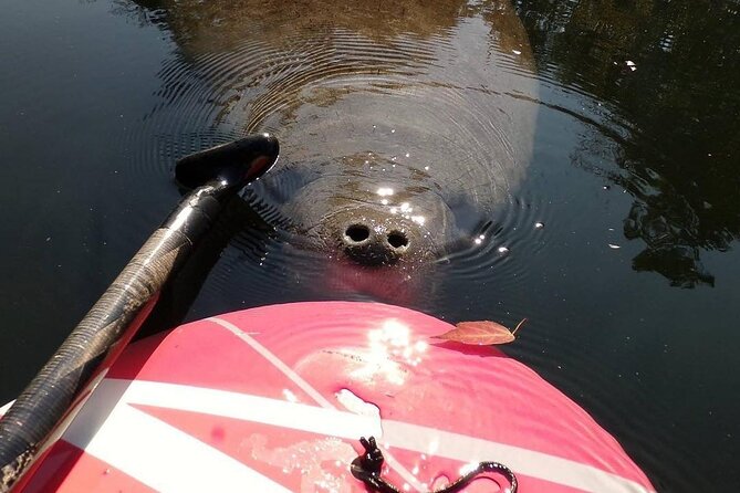 Blue Springs Manatee Tours & Wildlife Adventure Orlando - What the four-hour outing involves
