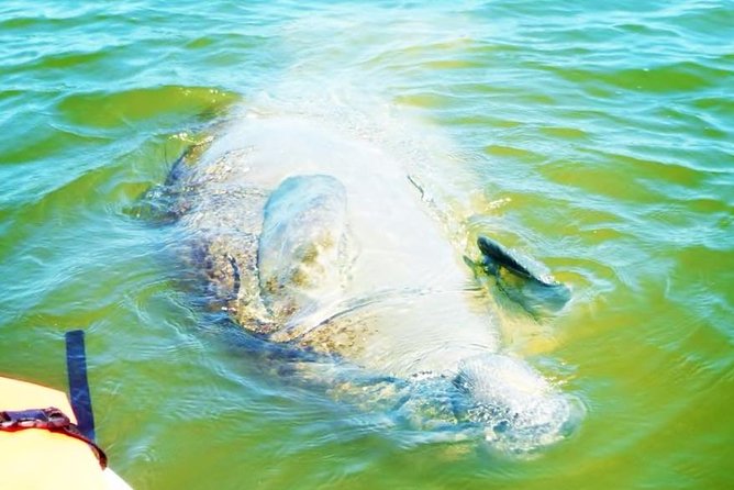 Blue Springs Manatee Tours & Wildlife Adventure Orlando - Seeing manatees without a guarantee