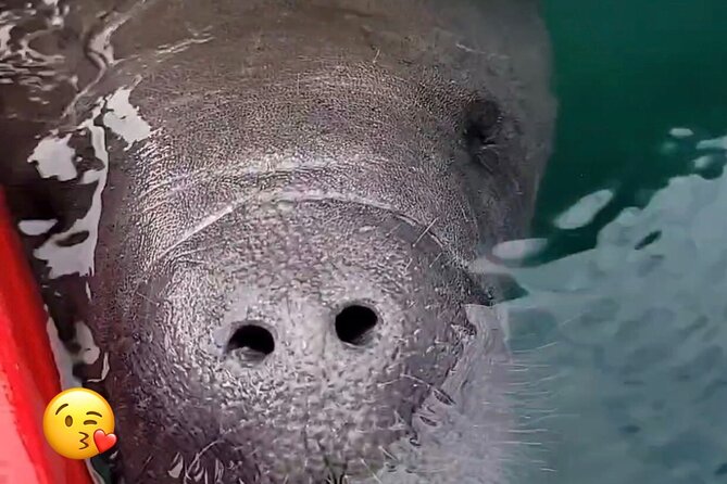 Blue Springs Manatee Tours & Wildlife Adventure Orlando - Paddling with less noise and more patience