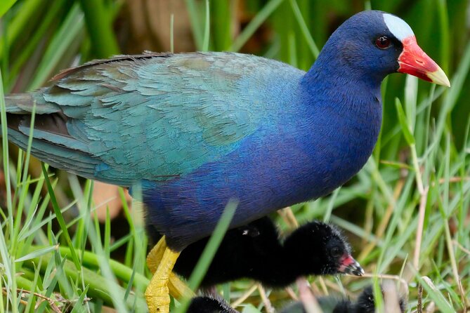 Central Florida Half-Day Private Birding Activity - 2 person max - Key points to know before you book
