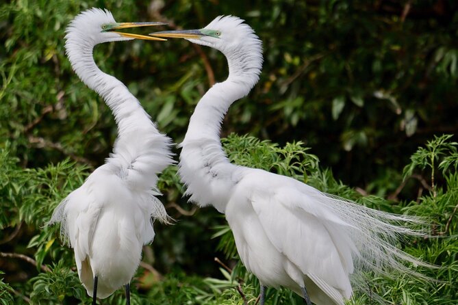 Central Florida Half-Day Private Birding Activity - 2 person max - The bird list can be impressive, but it is never guaranteed