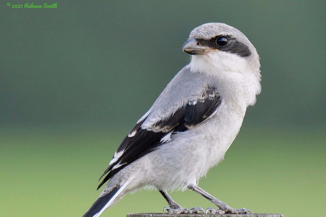 Central Florida Half-Day Private Birding Activity - 2 person max - How much value do you get for $325?