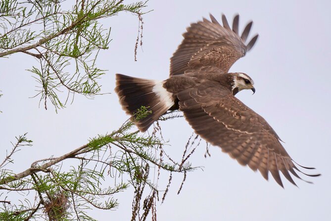 Central Florida Half-Day Private Birding Activity - 2 person max - Walking, mobility, and what to pack