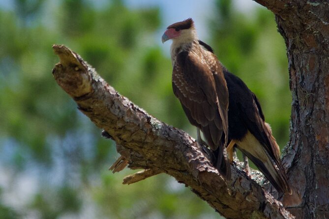 Central Florida Half-Day Private Birding Activity - 2 person max - Who will get the most from this outing?