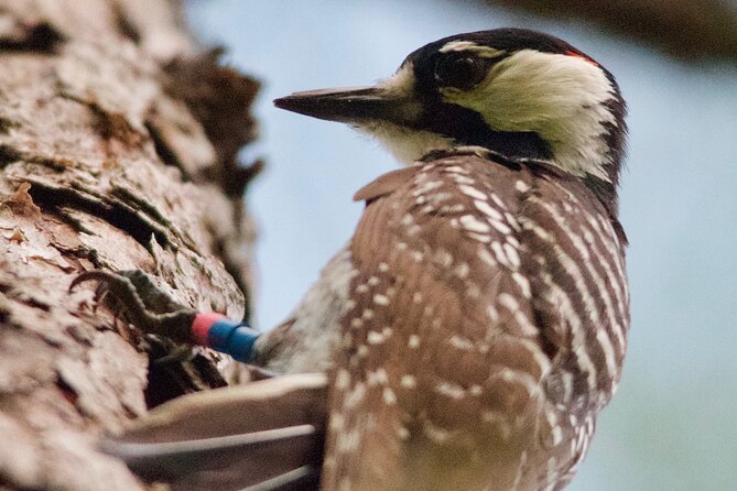 Central Florida Half-Day Private Birding Activity - 2 person max - Booking, cancellation, and planning details