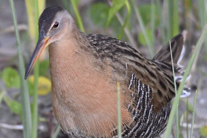 Central Florida Half-Day Private Birding Activity - 2 person max - From pine scrub to Joe Overstreet Landing