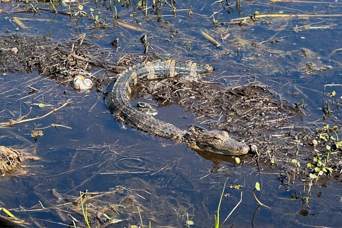 Central Florida's Airboat Rides - Accessibility and Practical Details