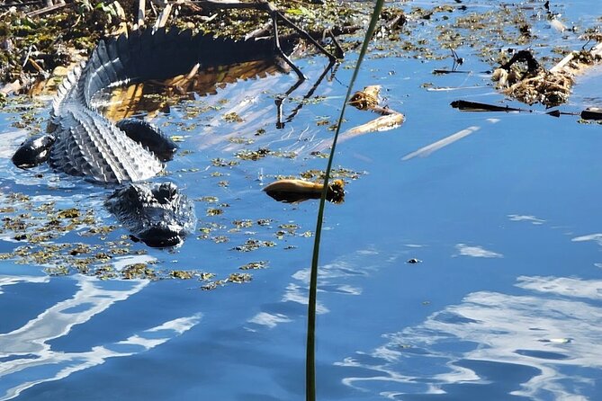 Central Florida's Airboat Rides - What Happens at the Gator Airboat Office