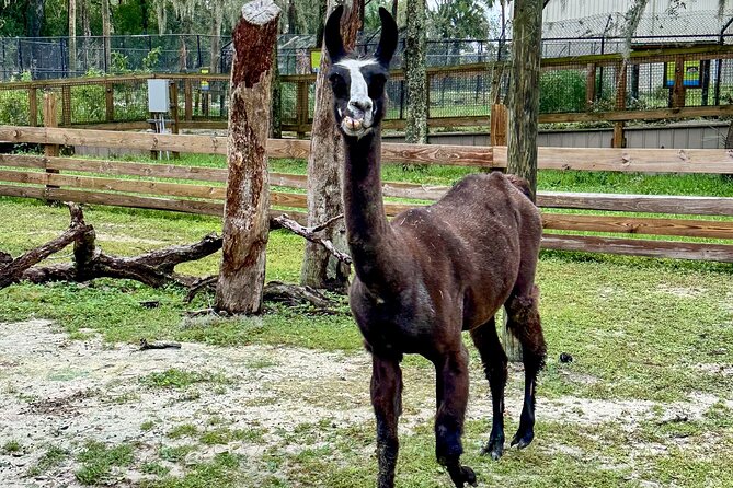 Central Florida Zoo and Botanical Gardens Ticket - Giraffe feeding and keeper chats add personal contact