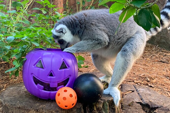 Central Florida Zoo and Botanical Gardens Ticket - Food, water, and the practical side of the visit