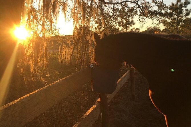Champagne and Charcuterie Sunset Trail Ride - A sunset ride beyond Orlando’s usual attractions