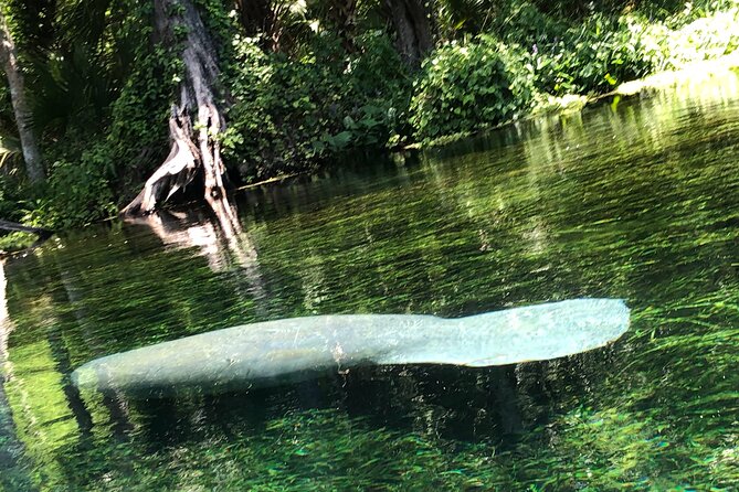 Clear Canoeing and Wildlife Sightseeing at Silver Springs - Check-In, Safety, and Getting Into the Canoe