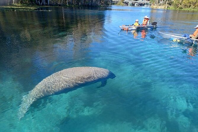 Clear Kayak or Paddleboard Manatee Adventure - Key things to know before paddling