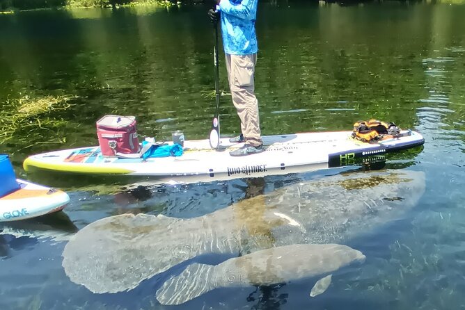 Clear Kayak or Paddleboard Manatee Adventure - Guides, group size, and the photo service