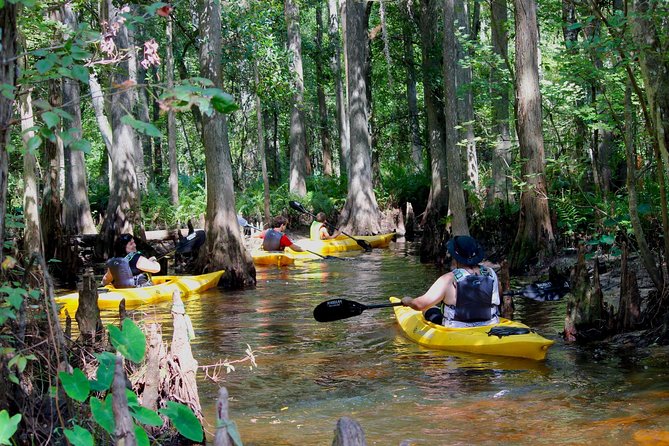Cypress Forest: Guided Nature Kayak Eco-Tour - From Kissimmee roads to Shingle Creek’s quiet water