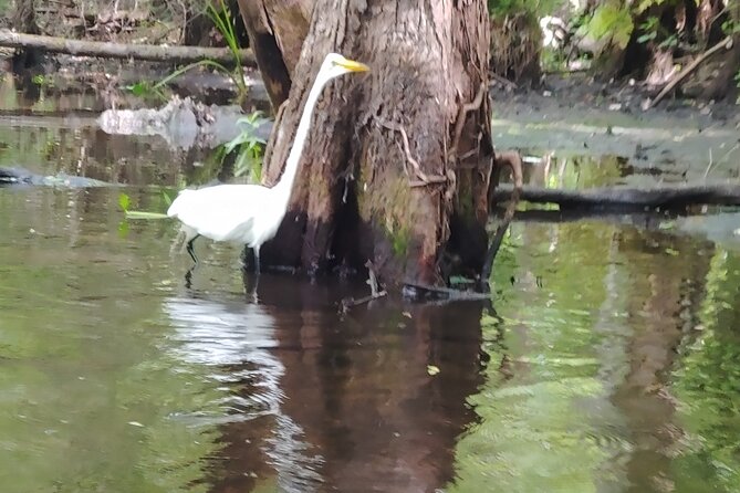 Cypress Forest: Guided Nature Kayak Eco-Tour - Calm water, stronger currents, and a comfortable pace