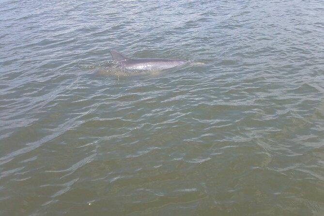 Dolphin and Manatee Adventure Tour of Merritt Island - What the two-hour outing feels like